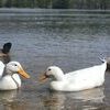 Anyone who visits the Bear Creek reservoir is almost certain to encounter the ducks. They love company, especially if you bring some bits of bread for them.  KENNETH CROWSON PHOTO